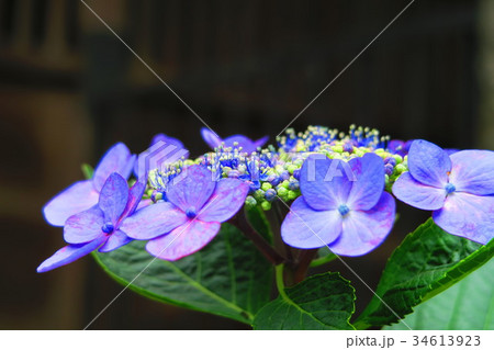 文京あじさいまつりのアジサイの花(西洋アジサイ・ガクアジサイなど) 文京あじさいまつりのアジサイの花(西洋アジサイ・ガクアジサイなど) 34613923