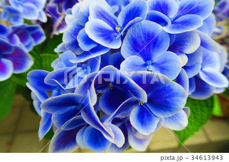 文京あじさいまつりのアジサイの花(西洋アジサイ・ガクアジサイなど) 文京あじさいまつりのアジサイの花(西洋アジサイ・ガクアジサイなど) 34613943