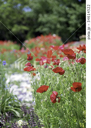 花畑 花畑 34614522