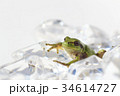 カエル 34614727