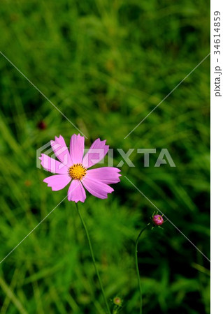 コスモスの花 コスモスの花 34614859