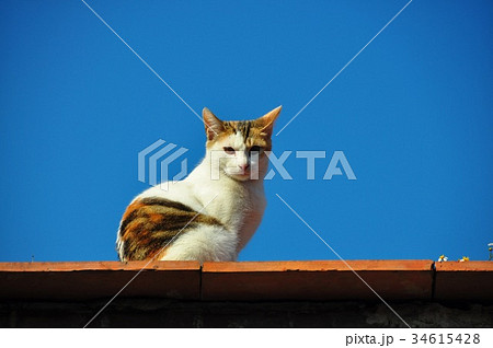 台湾 動物 動物学 34615428