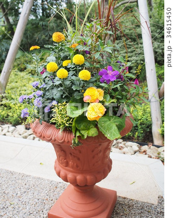 秋の花 秋の花 34615450