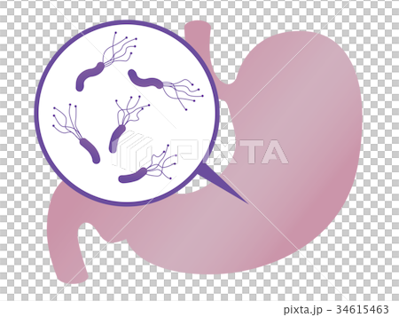 Stomach 34615463