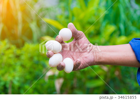 Eggs from duck farm in farmer hand 34615855