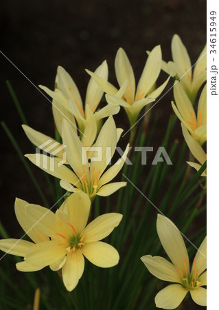 ゼフィランサスの花 ゼフィランサスの花 34615949