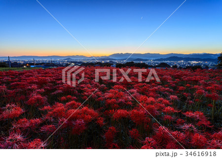 九品寺彼岸花 夜明け 九品寺彼岸花 夜明け 34616918