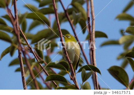 枝に留まるメジロ 枝に留まるメジロ 34617571