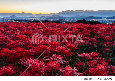 九品寺彼岸花 夜明け 34618229