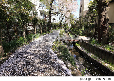 八か村落し親水緑道　足立区東綾瀬公園付近 34619146