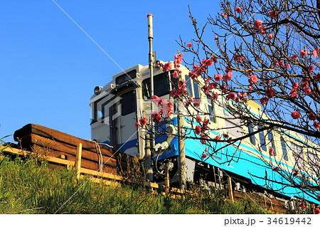 桃の花と気動車 34619442