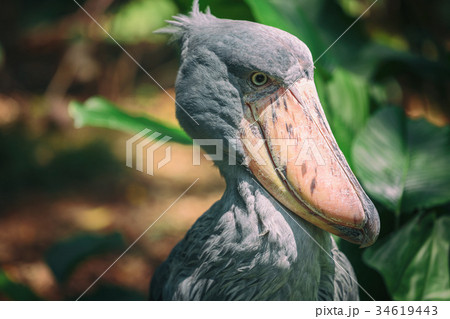 African Shoebill (Balaeniceps rex)  34619443