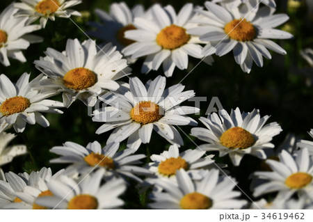 マーガレット 34619462