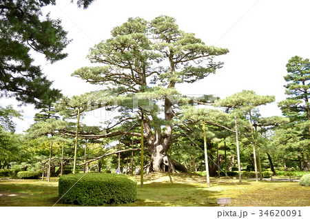 石川県金沢市兼六園の写真 34620091