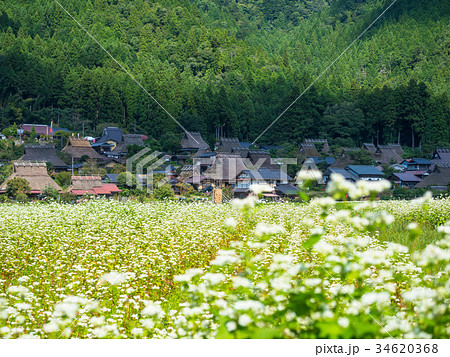 蕎麦の花と美山かやぶきの里 34620368