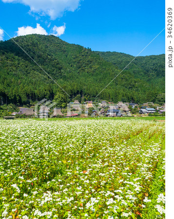 蕎麦の花と美山かやぶきの里 34620369