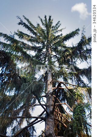 Pines in a wild forest 34620534