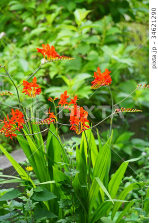 オレンジ色が美しいヒメヒオウギズイセン オレンジ色が美しいヒメヒオウギズイセン 34621290