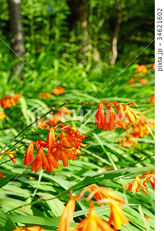オレンジ色が鮮やかヒメヒオウギズイセン オレンジ色が鮮やかヒメヒオウギズイセン 34621602