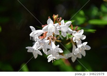 ハナゾノツクバネウツギ（花園衝羽根空木） 34622079
