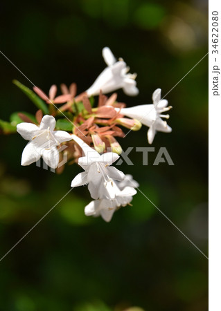 ハナゾノツクバネウツギ（花園衝羽根空木） 34622080