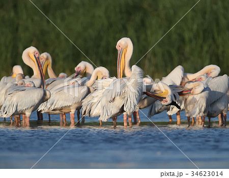 Small flock white pelicans rest on the water Small flock white pelicans rest on the water 34623014