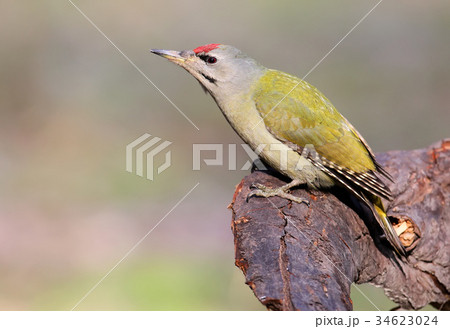 Close up portrait of grey woodpecker. Close up portrait of grey woodpecker. 34623024