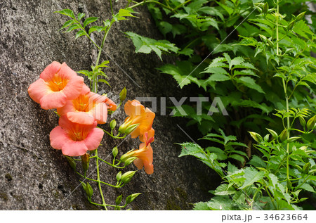ノウゼンカズラの花 34623664