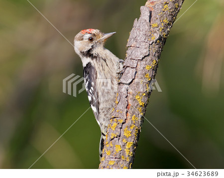 Lesser spotted woodpecker male 34623689