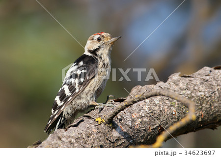 Lesser spotted woodpecker male 34623697