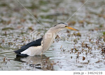 Male little bittern hunting Male little bittern hunting 34624239