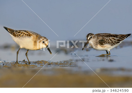 The little stint and Broad-billed stint together The little stint and Broad-billed stint together 34624590