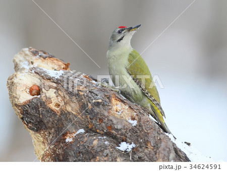 Grey woodpecker closeup portrait. 34624591
