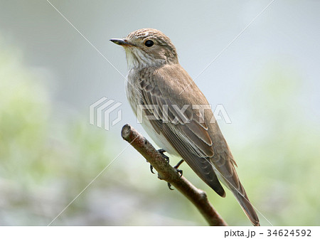 Close up portrait of The spotted flycatcher Close up portrait of The spotted flycatcher 34624592