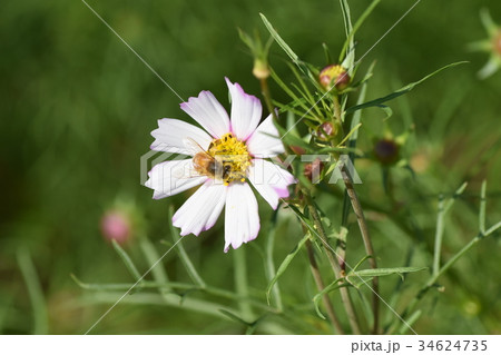 日本ミツバチとコスモス　コスモス　こすもす　　上場高原　出水市　鹿児島県 34624735