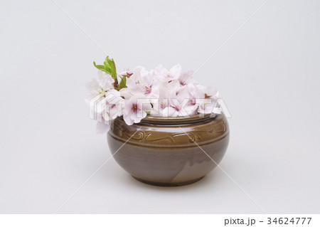 花 桜 春 34624777