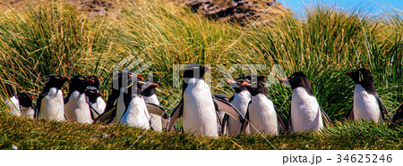 Rockhopper Penguins on the Falklands Rockhopper Penguins on the Falklands 34625246