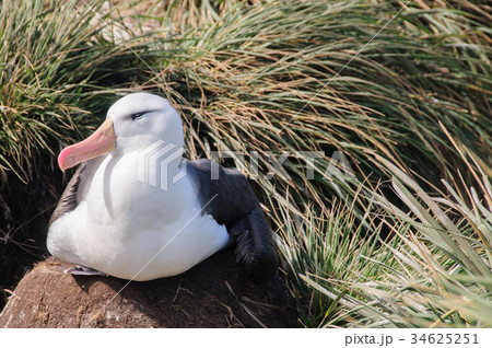Black-Browed Albatross on Westpoint Island 34625251