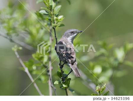 The lesser whitethroat (Sylvia curruca) 34625396