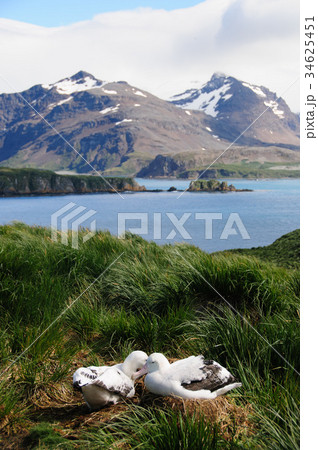 Wandering Albatross Couple Wandering Albatross Couple 34625451