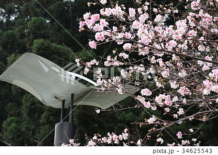Cherry blossoms in the park Cherry blossoms in the park 34625543