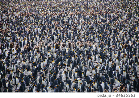 King Penguins on Salisbury plains 34625563