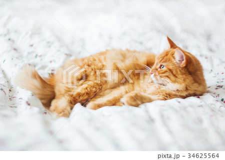 Cute ginger cat lying in bed. Fluffy pet  34625564