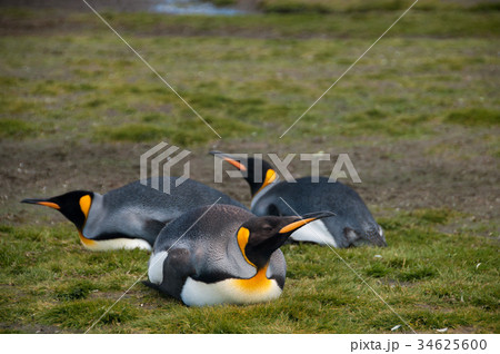 King Penguins on Salisbury plains King Penguins on Salisbury plains 34625600