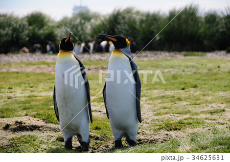 King Penguins on Salisbury plains 34625631