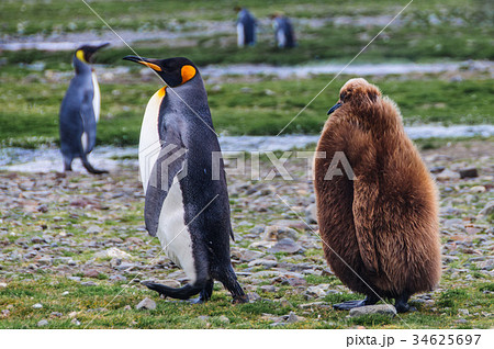 King Penguins at Fortuna Bay 34625697