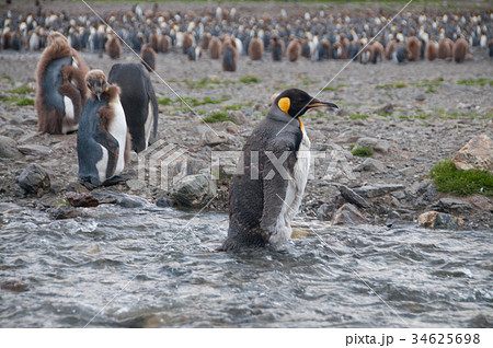 King Penguins at Fortuna Bay 34625698
