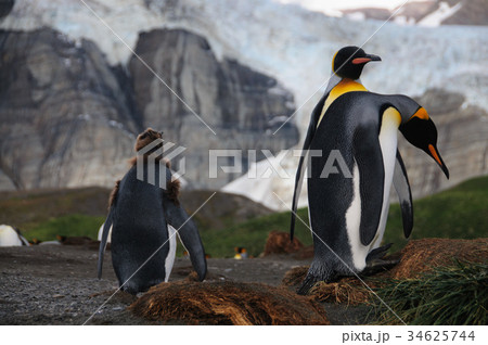 King Penguins on Gold Harbour 34625744