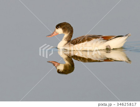 A young shelduck floats on the water  34625817