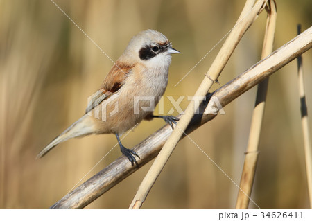penduline tit on reed penduline tit on reed 34626411